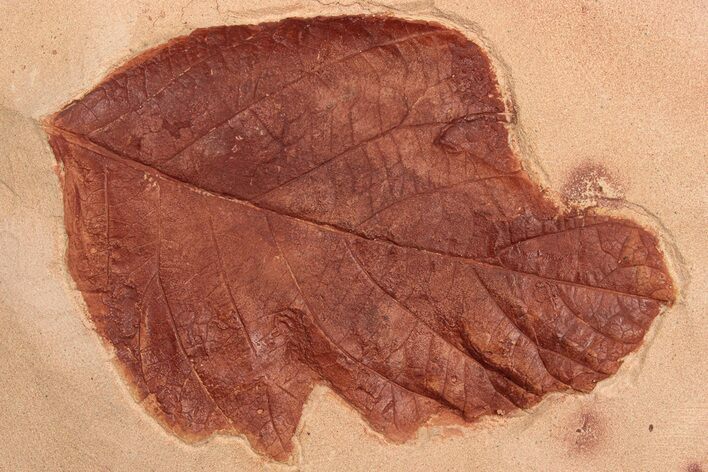 Red Fossil Leaf - Montana #189027